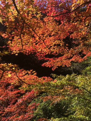 紅葉２