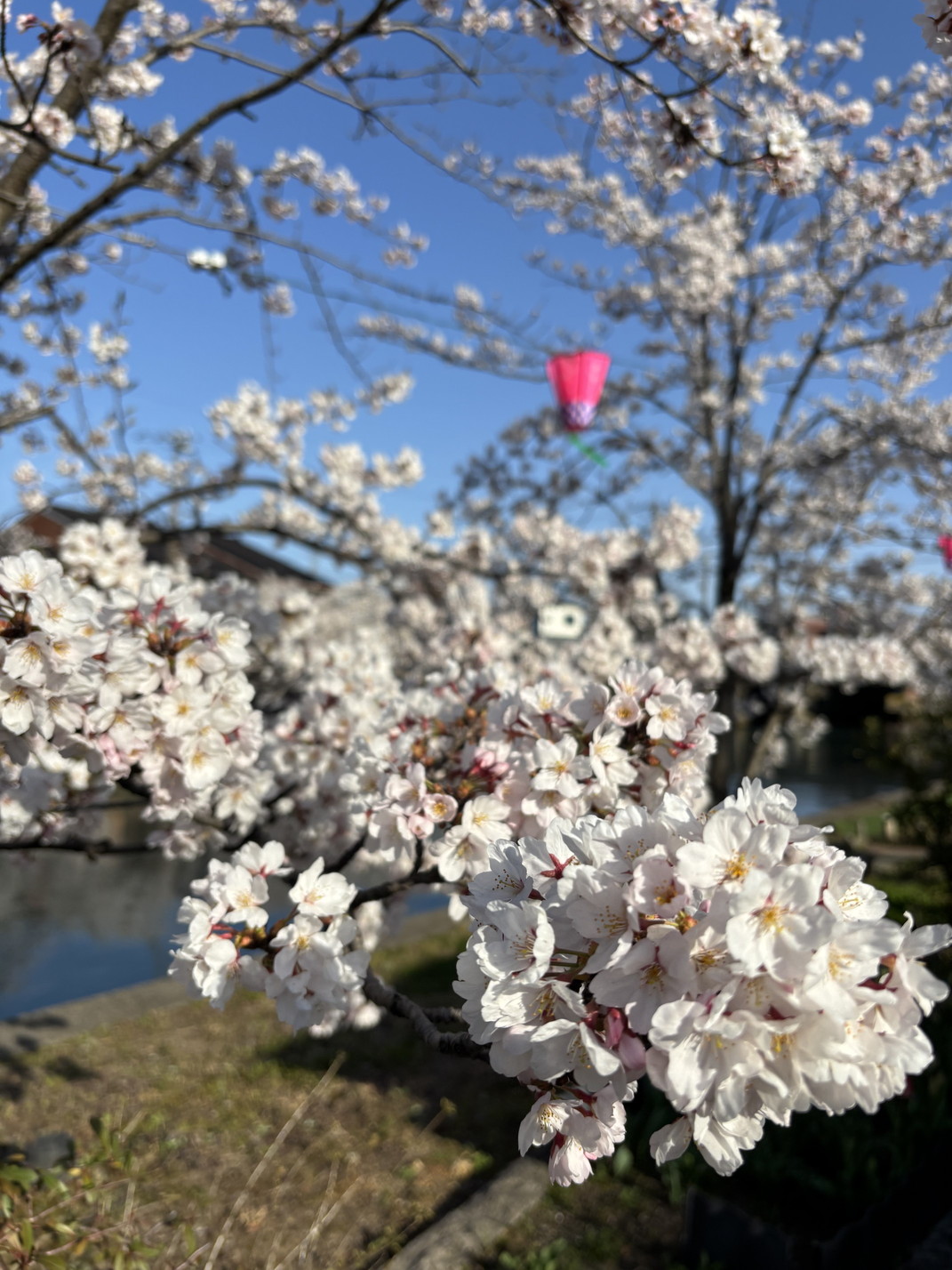 内川２