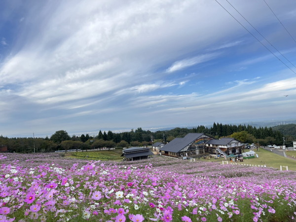 コスモス