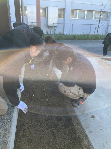 チューリップ②