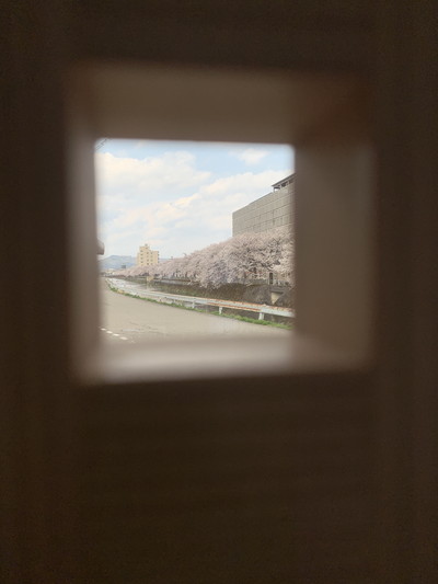木の格子から覗いた桜並木の風景